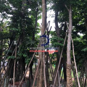 Cung cấp cây giáng hương công trình