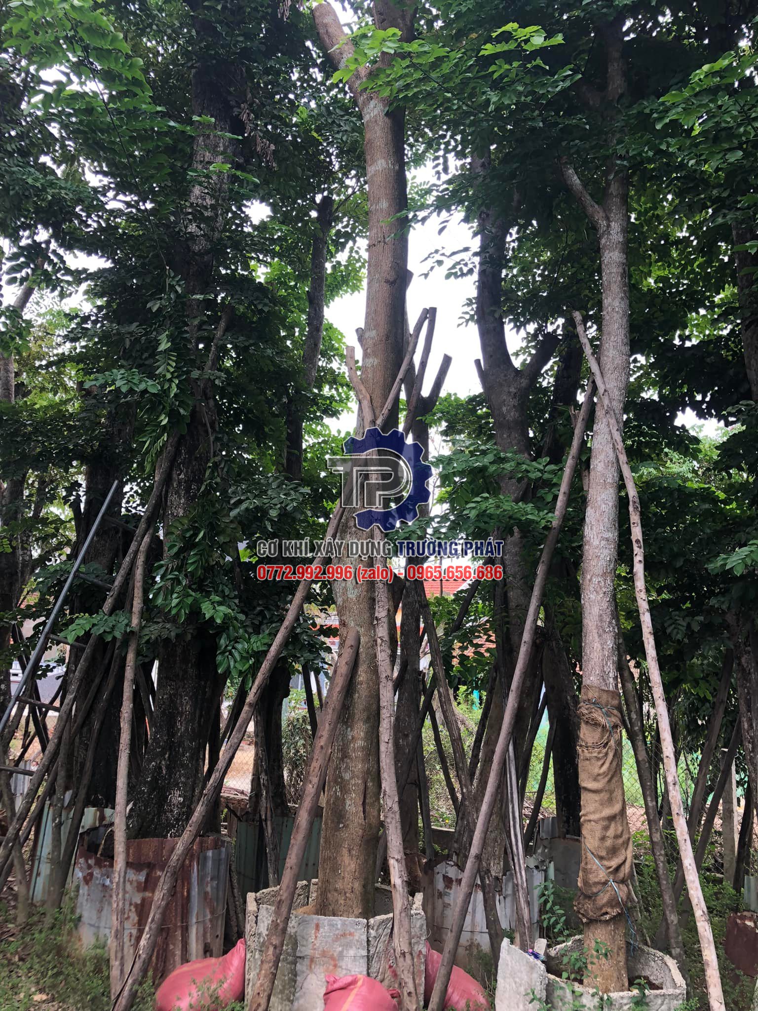 Cung cấp cây giáng hương công trình Cung cấp cây giáng hương công trình